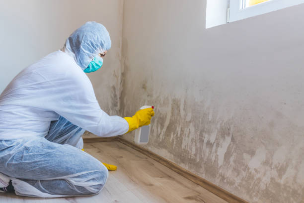 Licensed Mold Remediation service in Carrolltown, PA - WQB Mold Removal